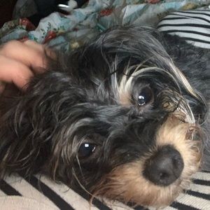 Meet your Posher, Angel